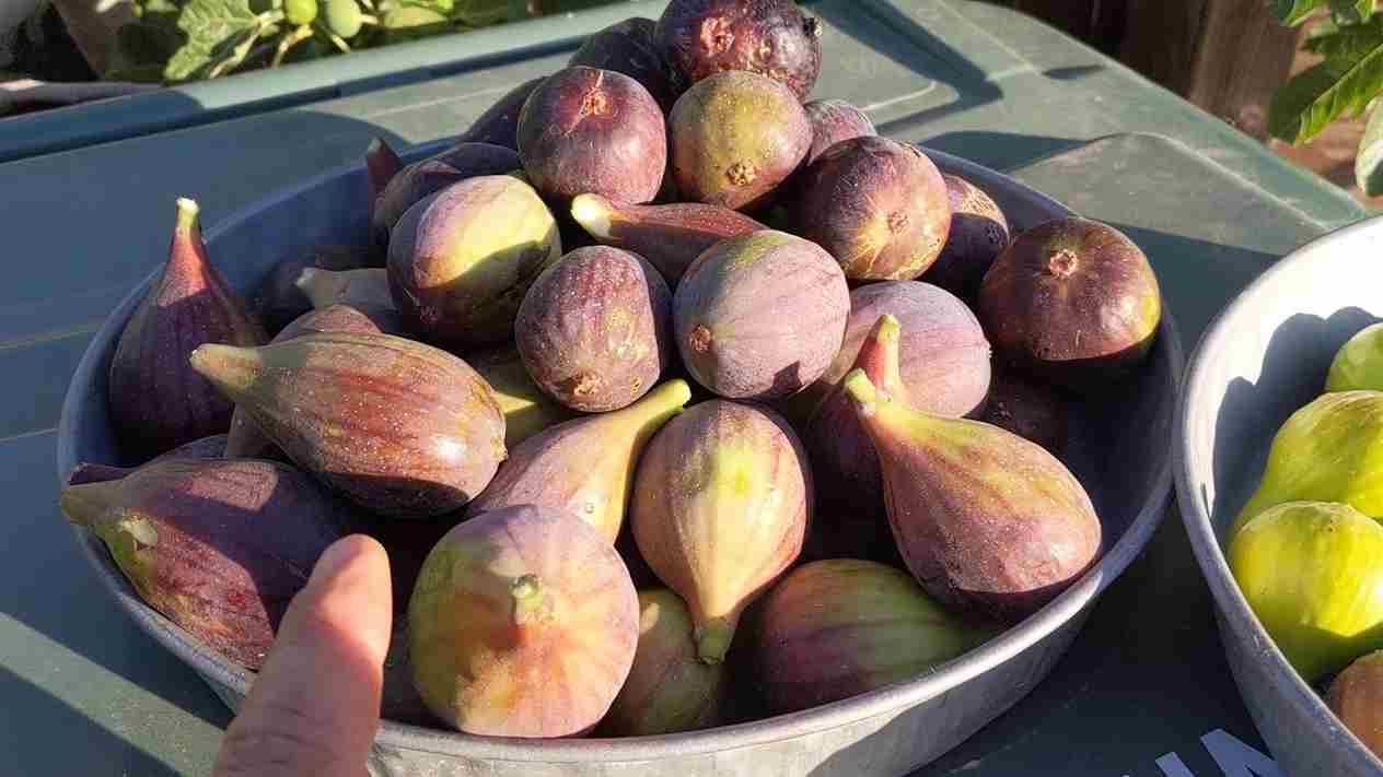 انجیر سیاه پلدختر با میوه‌های سالم و ارزش خشکباری